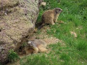 71 Famiglia di marmotte